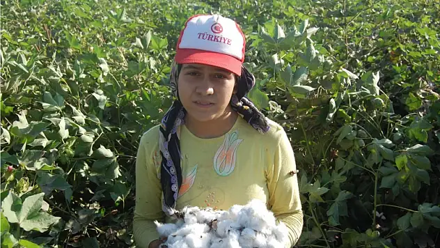 Beyaz altın hasada hazır