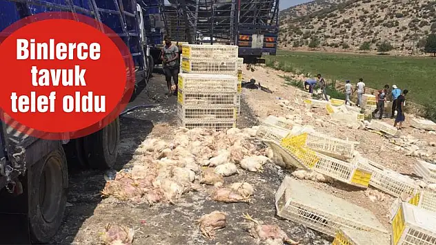 Binlerce tavuk telef oldu
