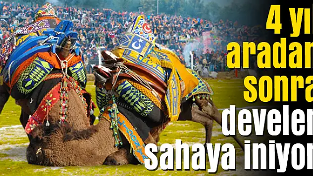 Bölgenin en büyük deve güreşi 2 Şubat'ta