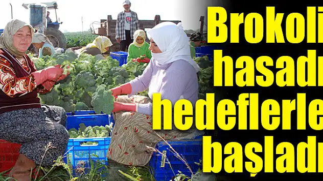 Brokolide hasat başladı