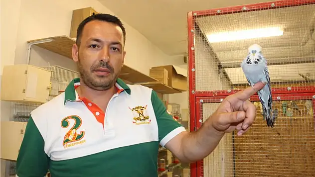 Bu kuşlar, krallar gibi