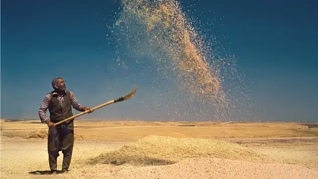 Buğday rekoru kırılacak