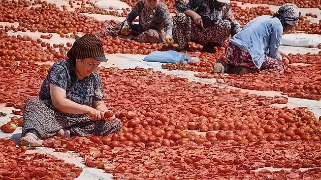 Büyükşehir Torbalı'da kuru domates işçilerini yalnız bırakmadı