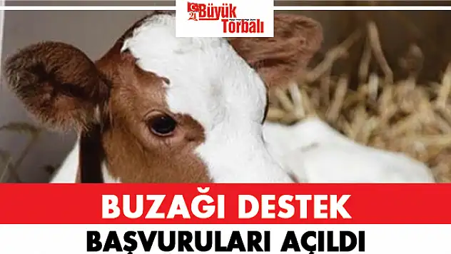 Buzağı desteği başvuruları açıldı