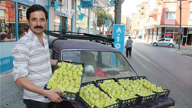 Çapak’la özdeşleşen incir: BARDACIK