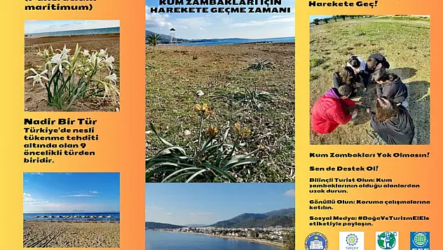 Çevrenin genç sözcüleri kum zambaklarını dünyaya tanıtmaya hazırlanıyor