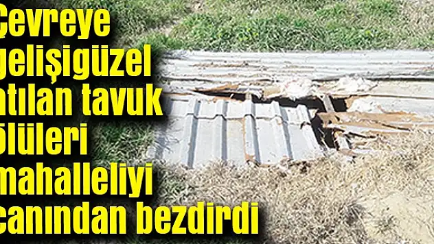 Çevreye gelişigüzel atılan tavuk ölüleri, mahalleliyi canından bezdirdi
