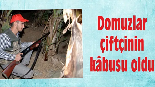 Dağ köylerine domuz dadandı