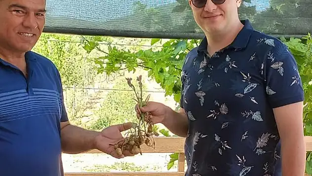 Dağkızılca sahlepleri sökmeye başladı