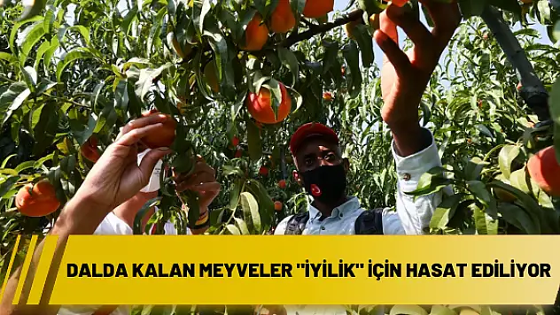 Dalda kalan meyveler “iyilik” için hasat ediliyor