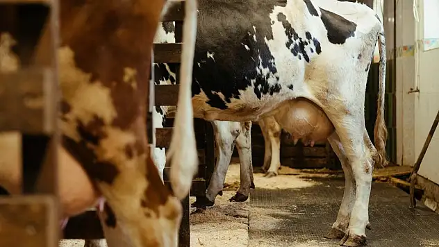 DAMIZLIKLAR sütten 'KESİLİYOR'