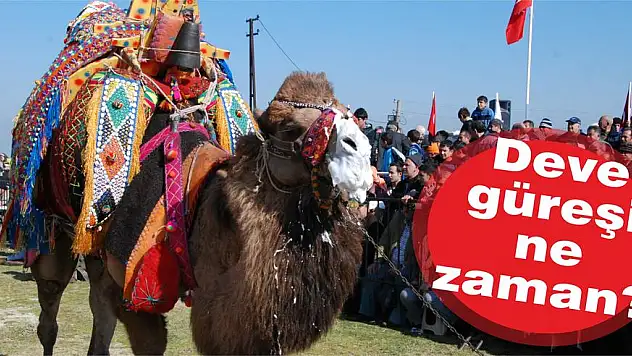 Deve güreşi ne zaman?