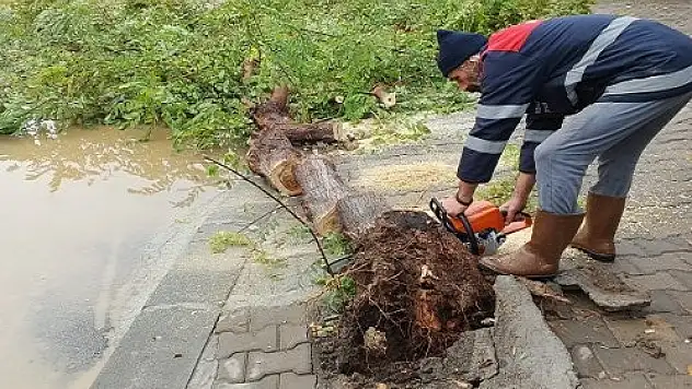 DEVRİLEN AĞAÇLAR YAKACAK OLARAK DAĞITILACAK