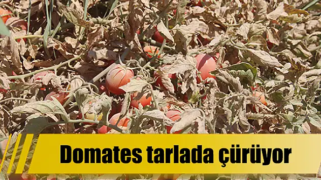 Domates tarlada çürüyor