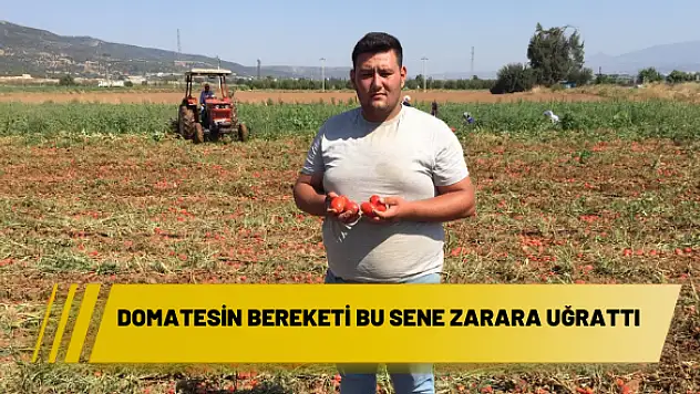 DOMATESİN BEREKETİ BU SENE ZARARA UĞRATTI