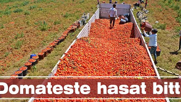 Domateste hasat bitti