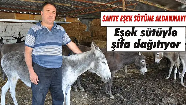 Eşek sütüyle şifa dağıtıyor