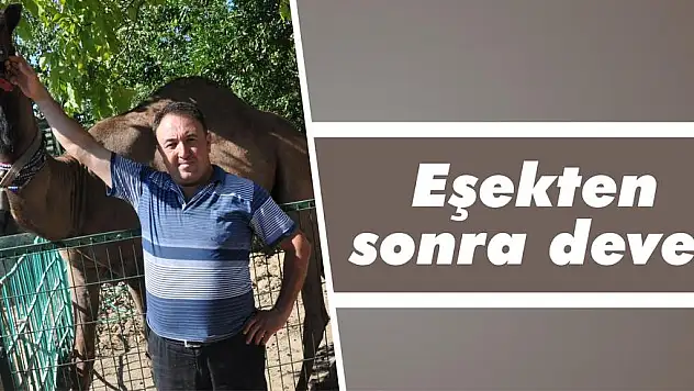 Eşekten sonra deve