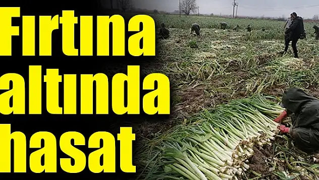 Fırtına altında hasat