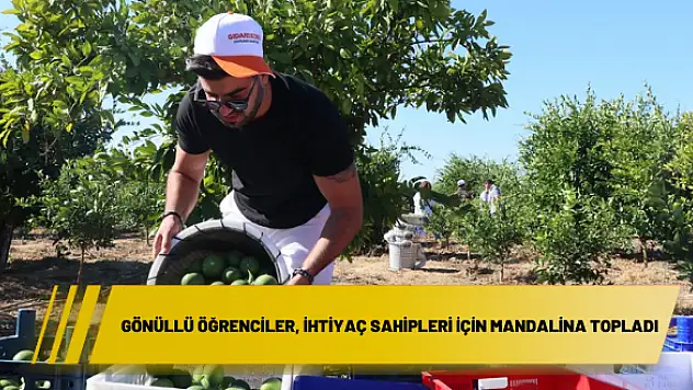 Gönüllü öğrenciler, ihtiyaç sahipleri için mandalina topladı
