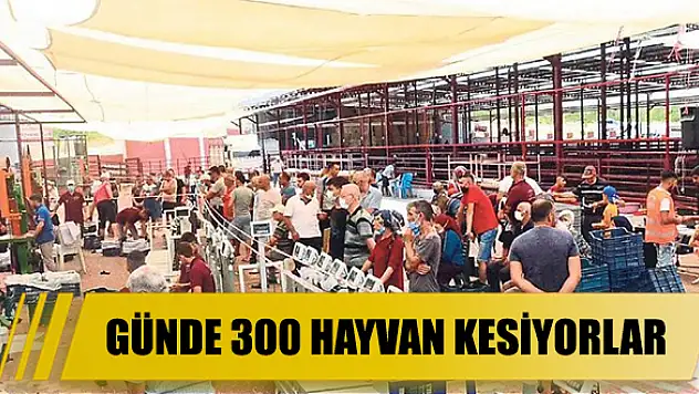 Günde 300 hayvan kesiyorlar
