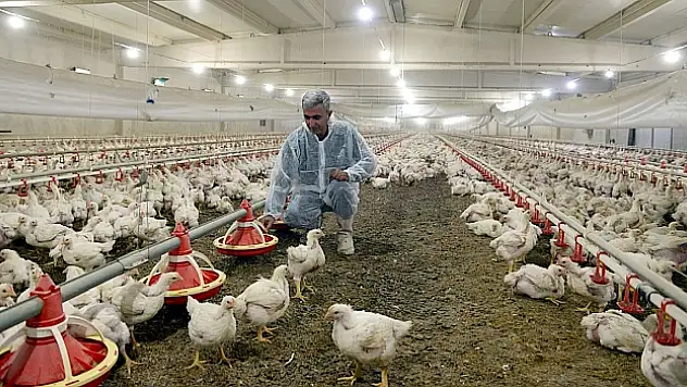 GÜNDE 50 BİN TAVUK ÜRETİLİYOR