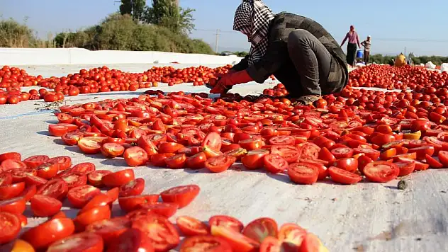 Hamburgerinden pizzasına Torbalı domatesi