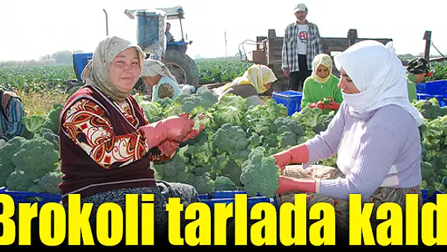 Hava değişimi brokoliye yaramadı