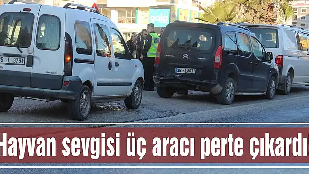 Hayvan sevgisi üç aracı perte çıkardı!