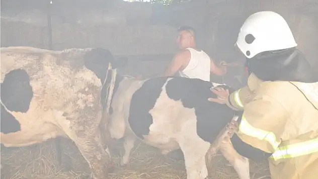 Hayvanlar az kalsın yanacaktı!