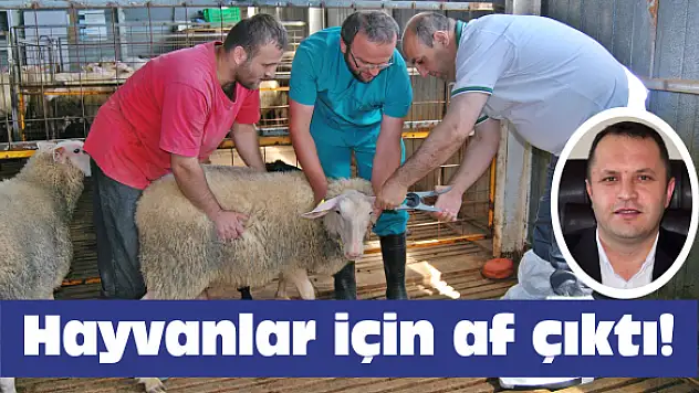 Hayvanlar için af çıktı!