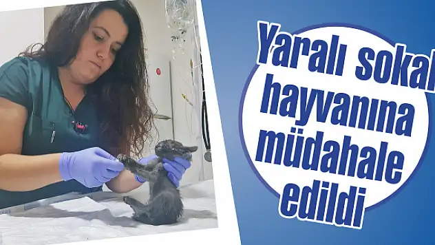 Hayvanseverlerden örnek davranış