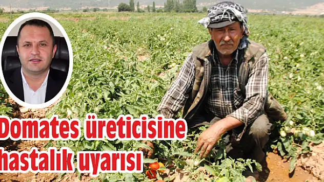 Haziran yağmuru, domatesi hasta eder!