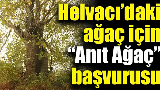 Helvacı'daki ağaç için 'Anıt Ağaç' başvurusu