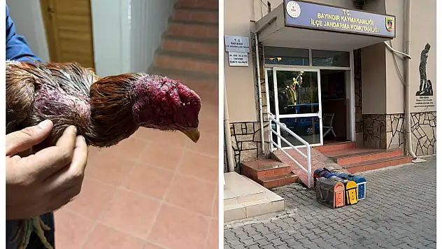 Çiftlikte horoz dövüşü düzenleyenlere suçüstü