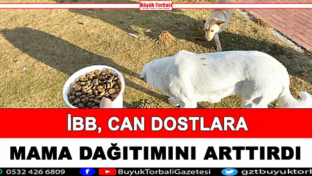 İBB, can dostlara mama dağıtımını arttırdı
