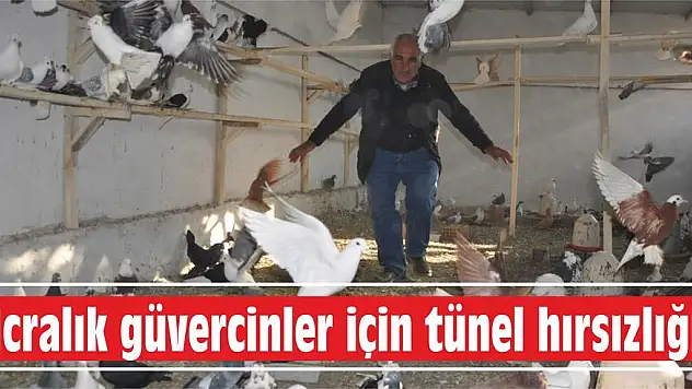 İcralık güvercinler için tünel hırsızlığı