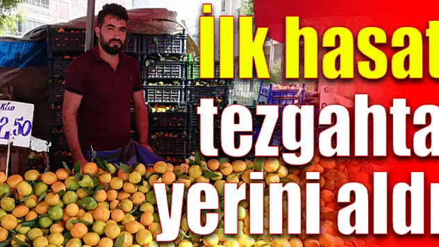 İlk mandalinalar Gümüldür'den