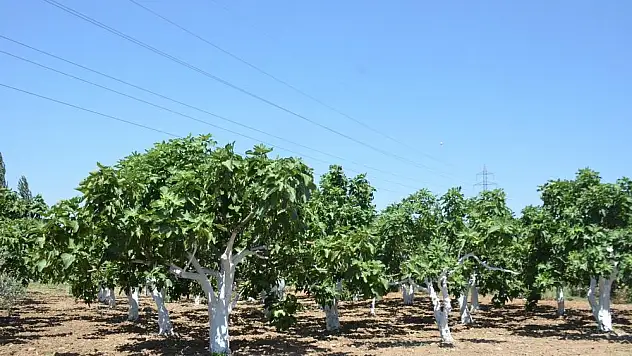İncir hasadına geri sayım başladı