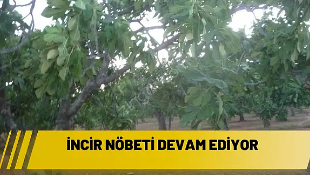 İncir nöbeti devam ediyor