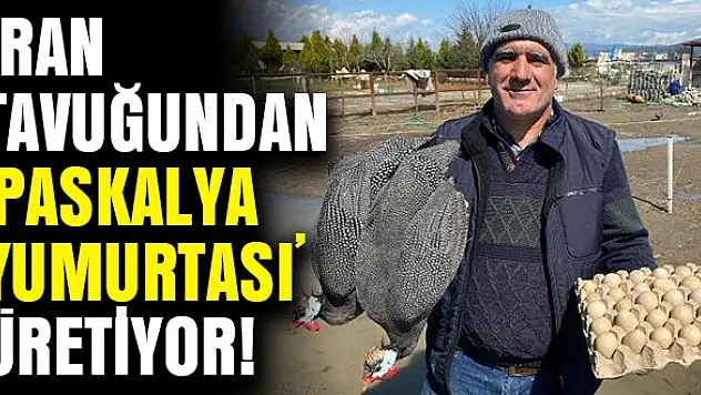 İran tavuğundan ‘paskalya yumurtası’ üretiyor!