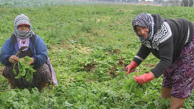 Ispanak üreticinin yüzünü güldürdü