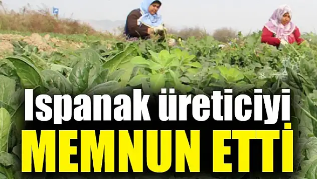 Ispanak üreticiyi memnun etti