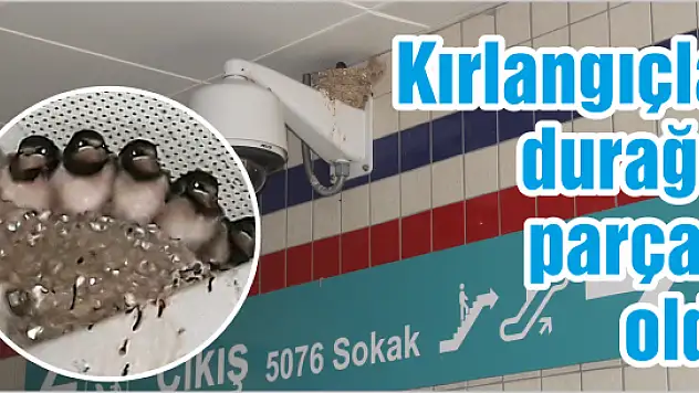 İZBAN istasyonunun sürpriz misafirleri