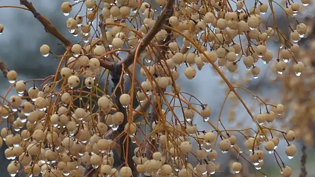 İzmir'de şiddetli yağış!
