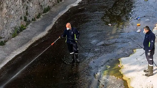 İzmir'de sinek alarmı: Zararsız türler! İlaçlama sürüyor
