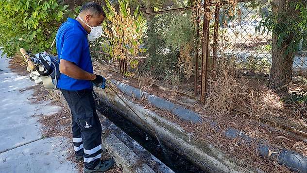 İzmir'de sivrisinek uyarısı: Yazlıkları kapatırken bu alanlara dikkat