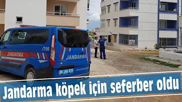 Jandarma köpek için seferber oldu