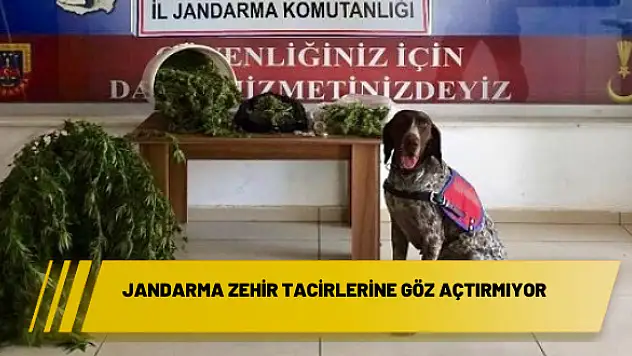Jandarma zehir tacirlerine göz açtırmıyor