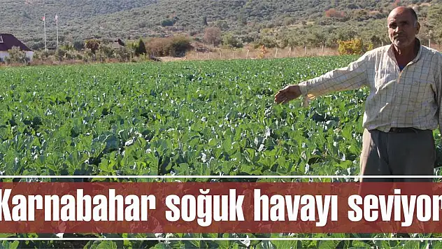 Karnabahar soğuk havayı seviyor